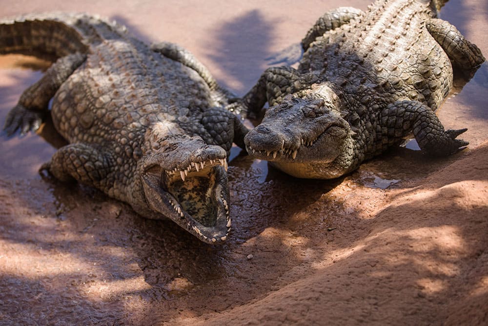crocodrile-cocodrilo-park-gallery